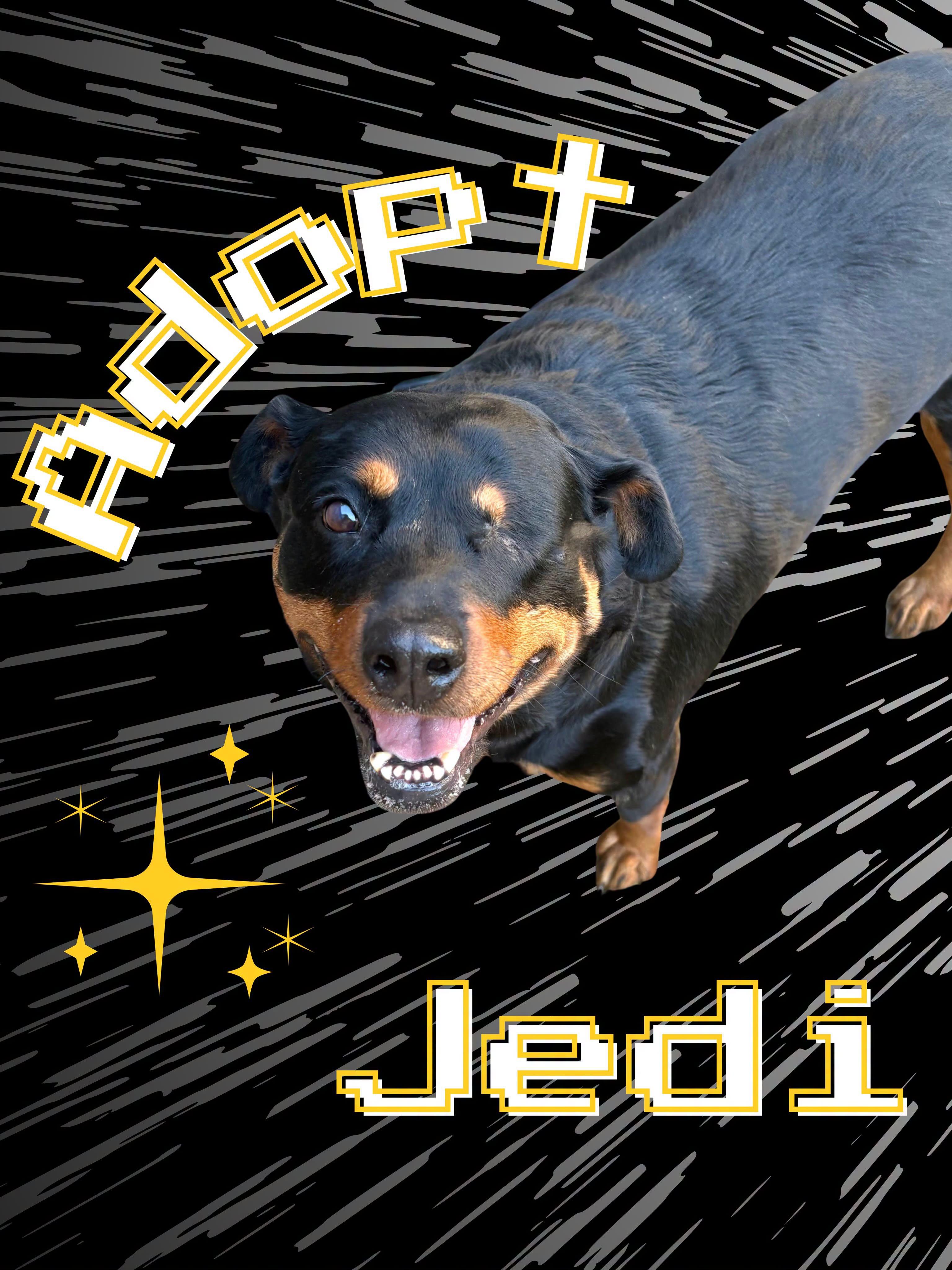 Jedi, a ADOPTABLE Rottweiler in St Marys, OH image 3/5