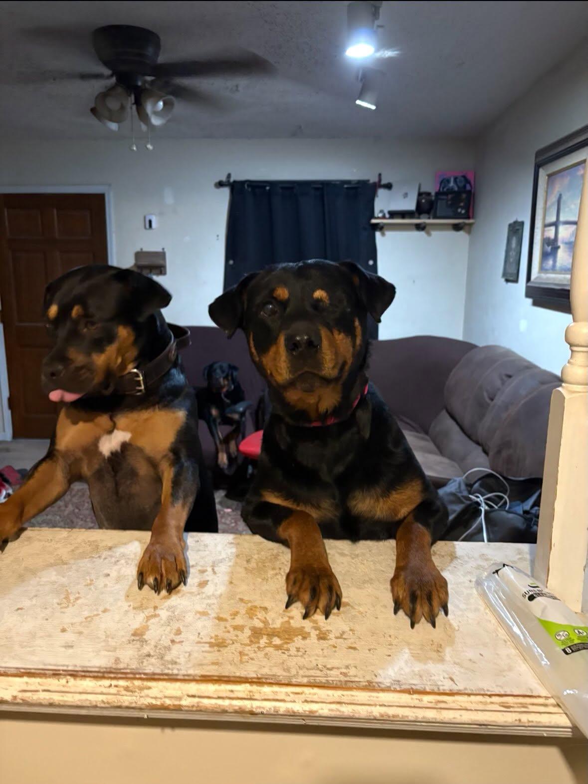 Jedi, a ADOPTABLE Rottweiler in St Marys, OH image 5/5