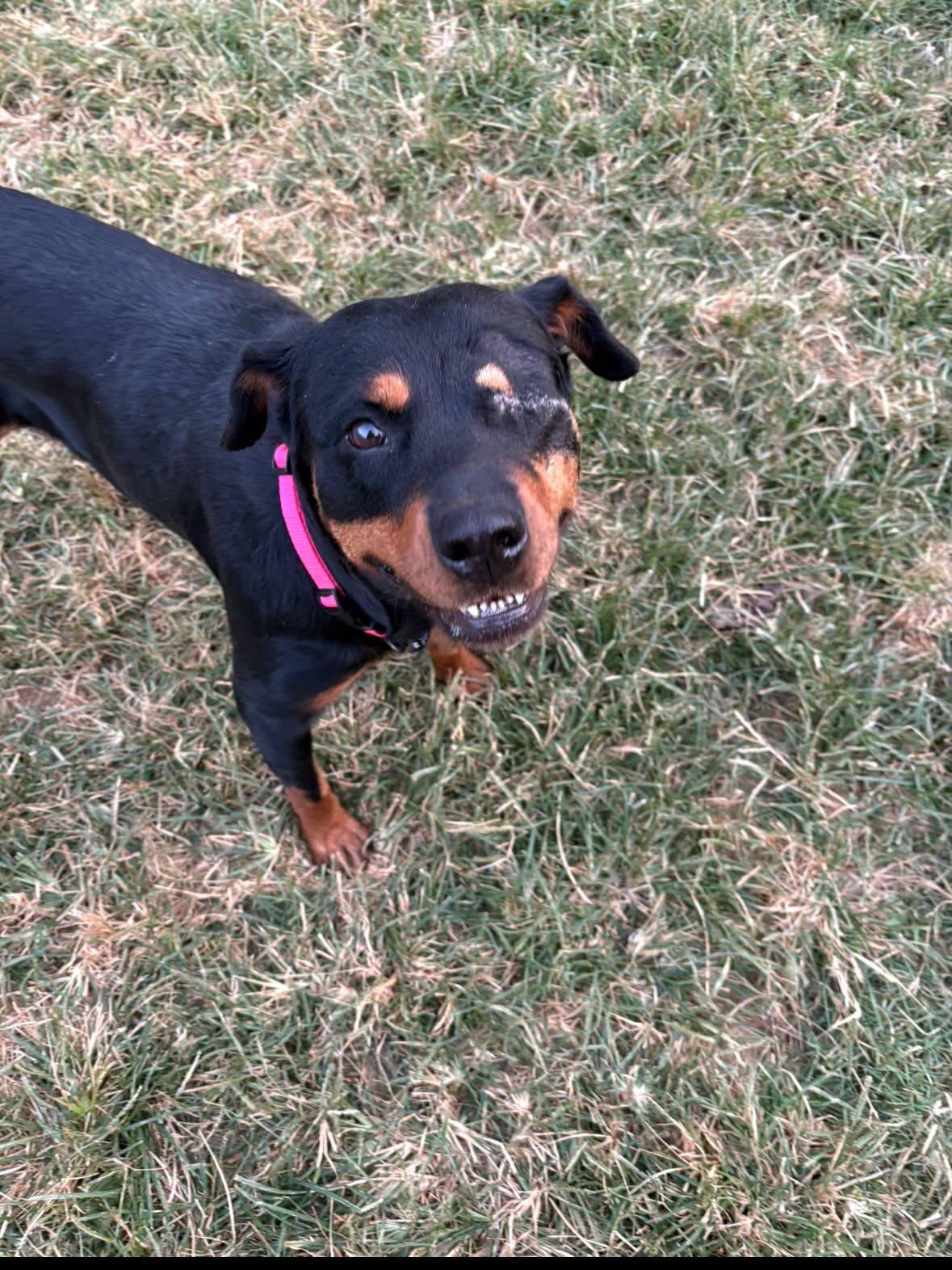 Jedi, a ADOPTABLE Rottweiler in St Marys, OH image 4/5