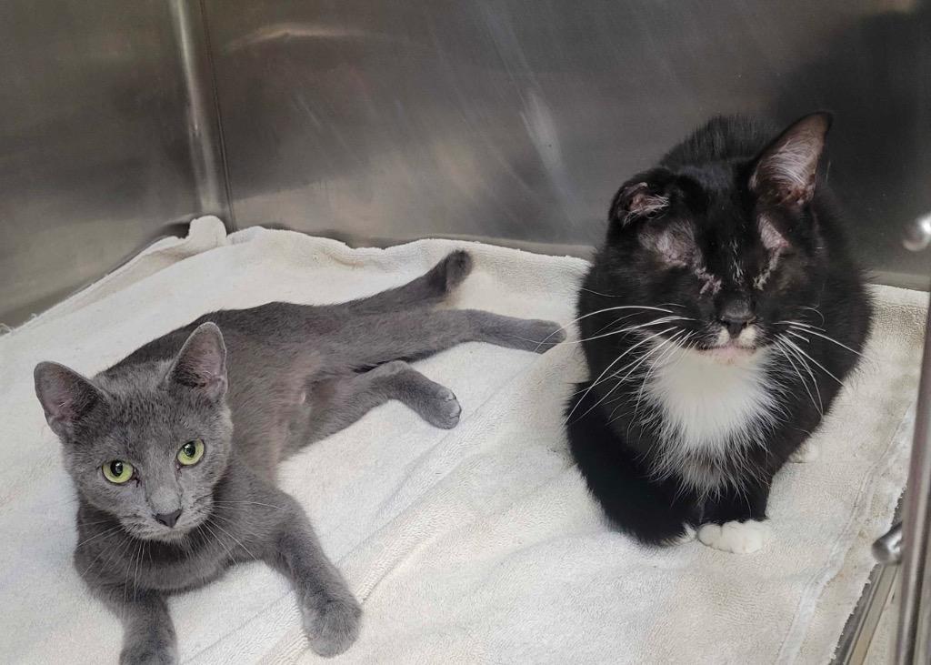 Tate, Adoptable, Young Female Domestic Short Hair.