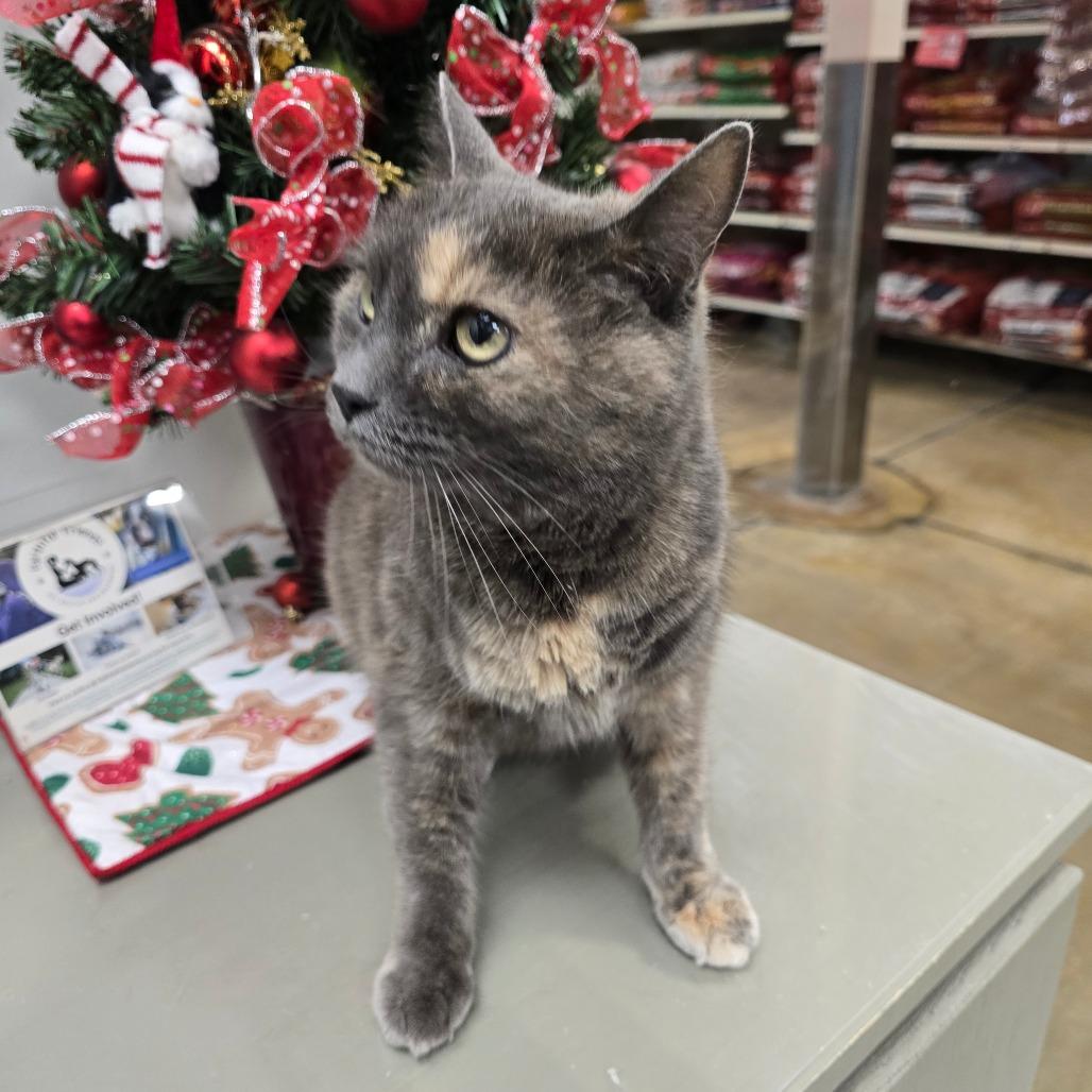 Sylvie, Adoptable, Adult Female Manx & Domestic Short Hair.