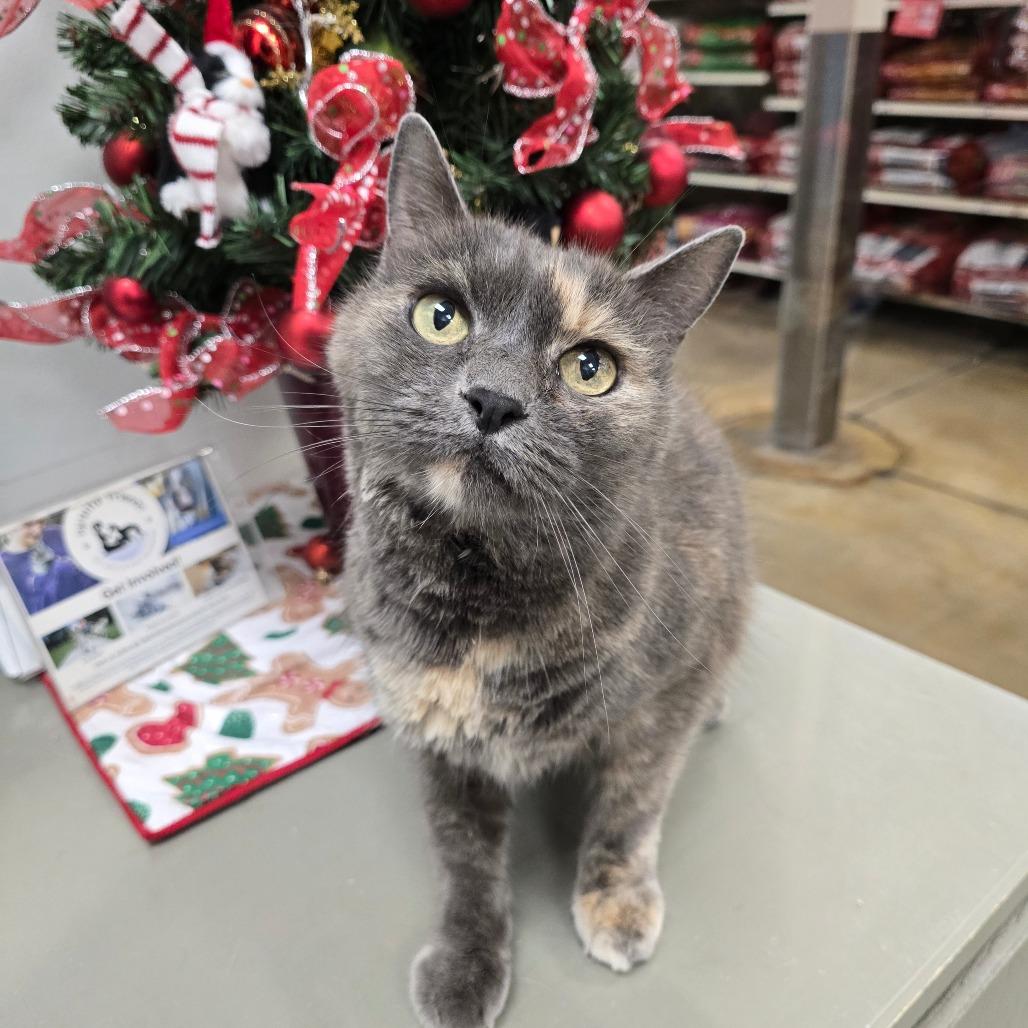 Enlarge Sylvie, a Adoptable mixed breed in Williston, FL image 2/4