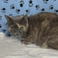 Enlarge Sylvie, a Adoptable mixed breed in Williston, FL image 4/4