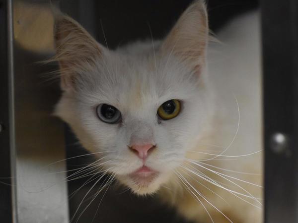 Enlarge Four-Wheel Drive, a Adoptable mixed breed in Portland, OR image 1/1