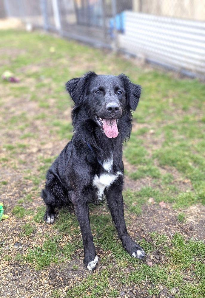 Ace, Adoptable, Adult Male Mixed Breed.