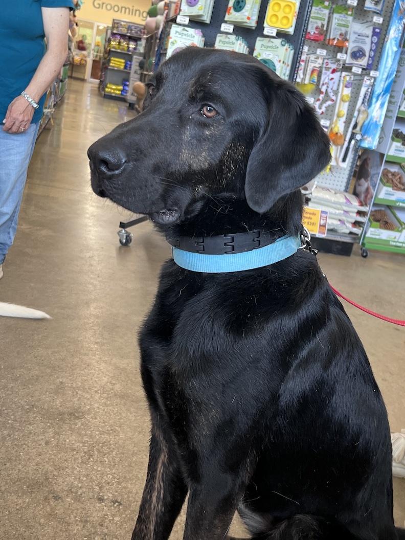Milo-Foster to Adopt, an adoptable mixed breed in Medina, OH image 3/6