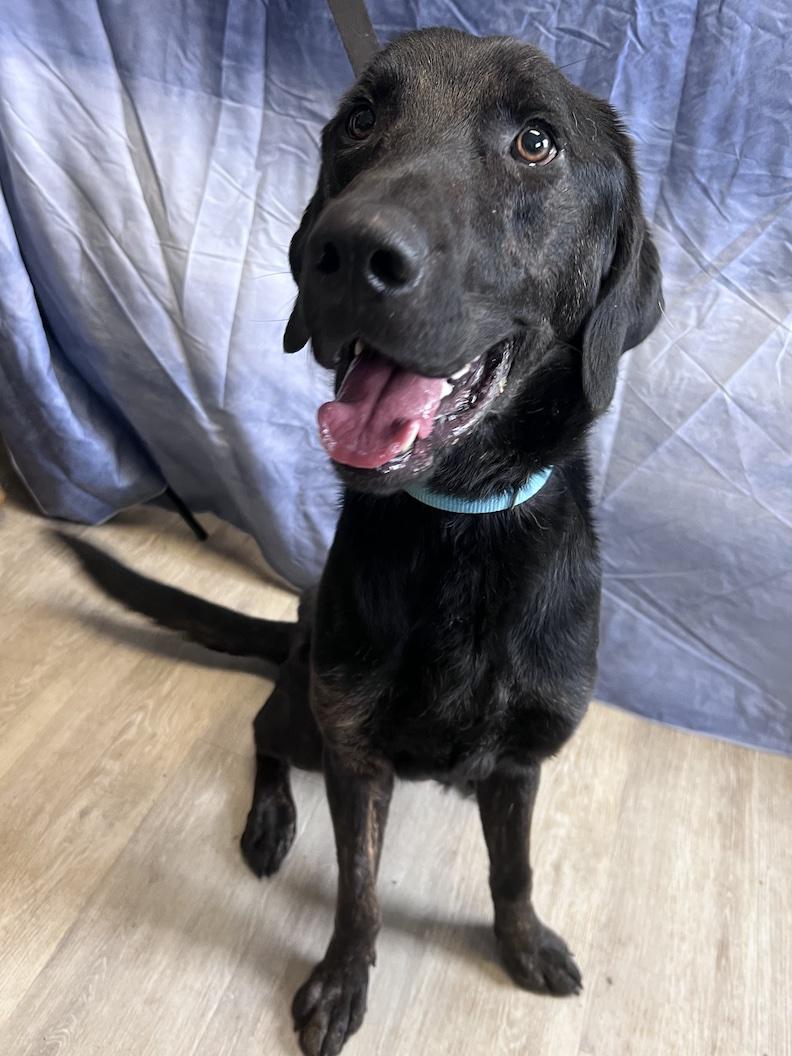 Milo-Foster to Adopt, a ADOPTABLE mixed breed in Medina, OH image 6/6