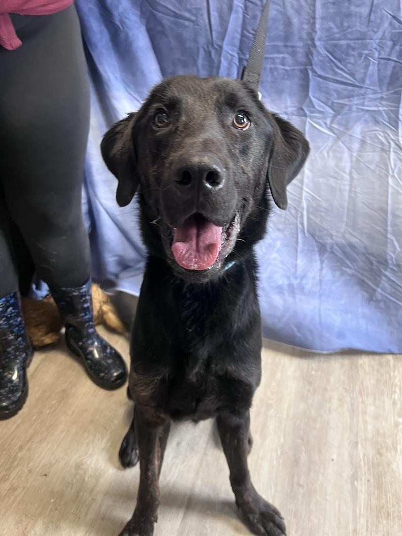 Milo-Foster to Adopt, a ADOPTABLE mixed breed in Medina, OH image 3/6