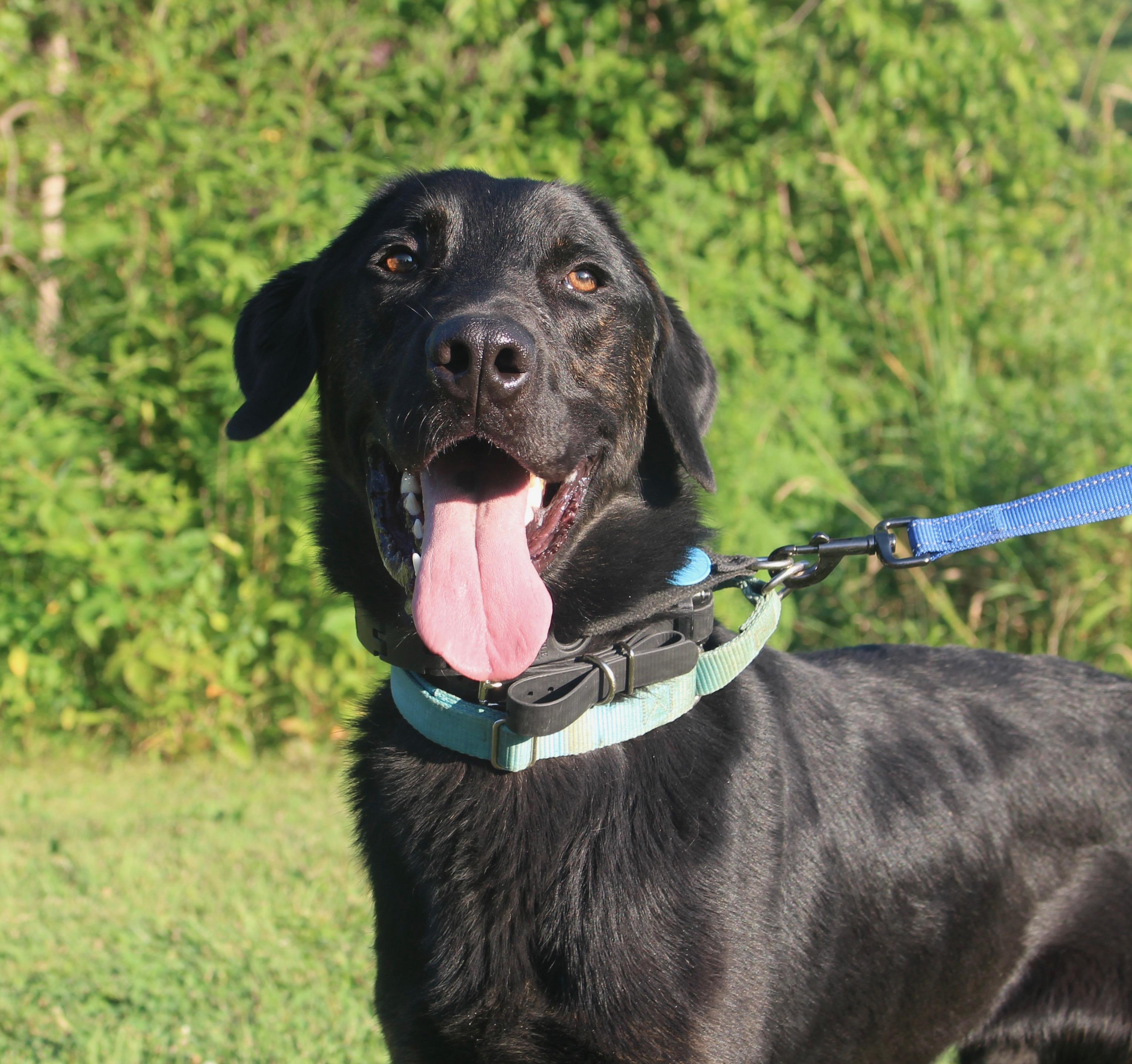 Milo-Foster to Adopt, an adoptable mixed breed in Medina, OH image 3/6