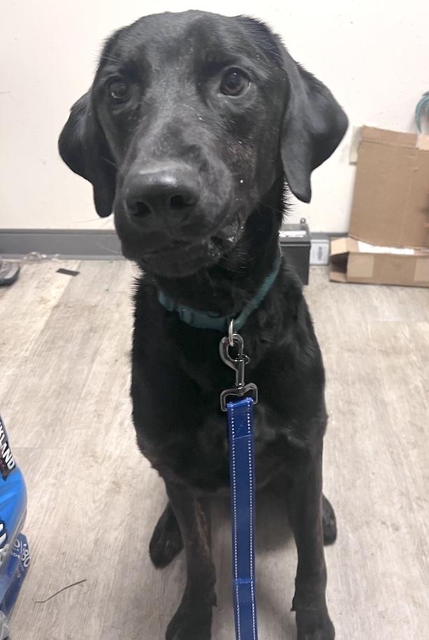 Enlarge Milo-Not Accepting Applications Yet!!!, a ADOPTABLE mixed breed in Medina, OH image 1/4