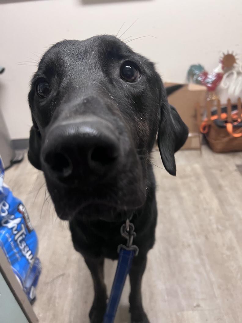 Enlarge Milo-Not Accepting Applications Yet!!!, a ADOPTABLE mixed breed in Medina, OH image 4/4