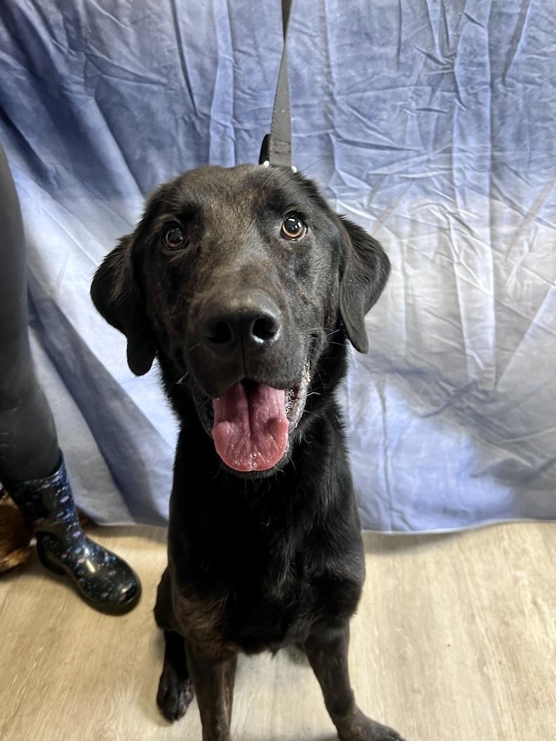 Milo-Foster to Adopt, a ADOPTABLE mixed breed in Medina, OH image 4/6