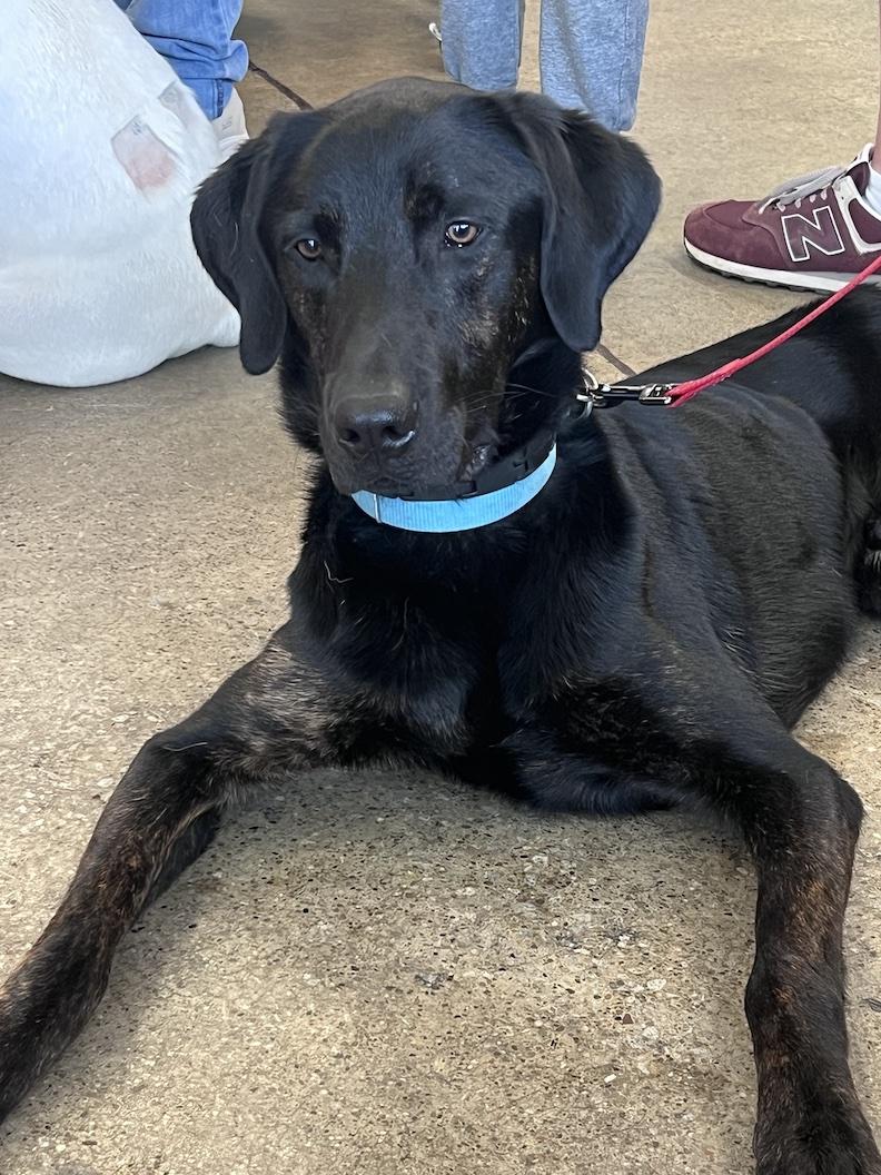 Milo-Foster to Adopt, an adoptable mixed breed in Medina, OH image 4/6