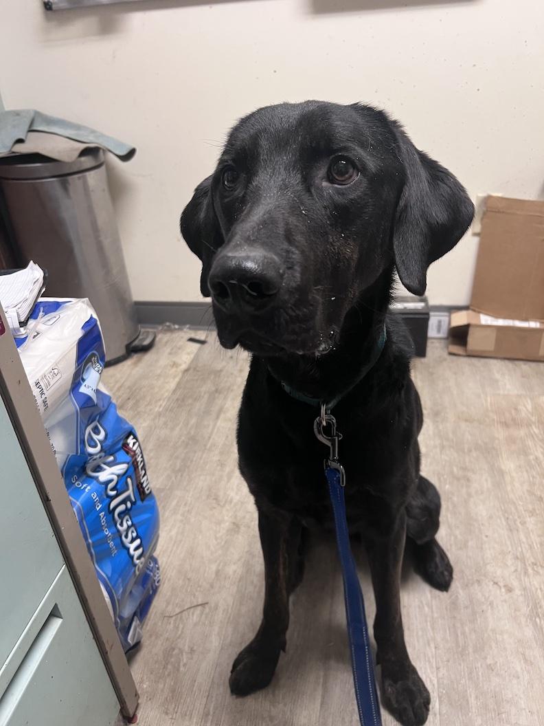 Enlarge Milo-Not Accepting Applications Yet!!!, a ADOPTABLE mixed breed in Medina, OH image 3/4