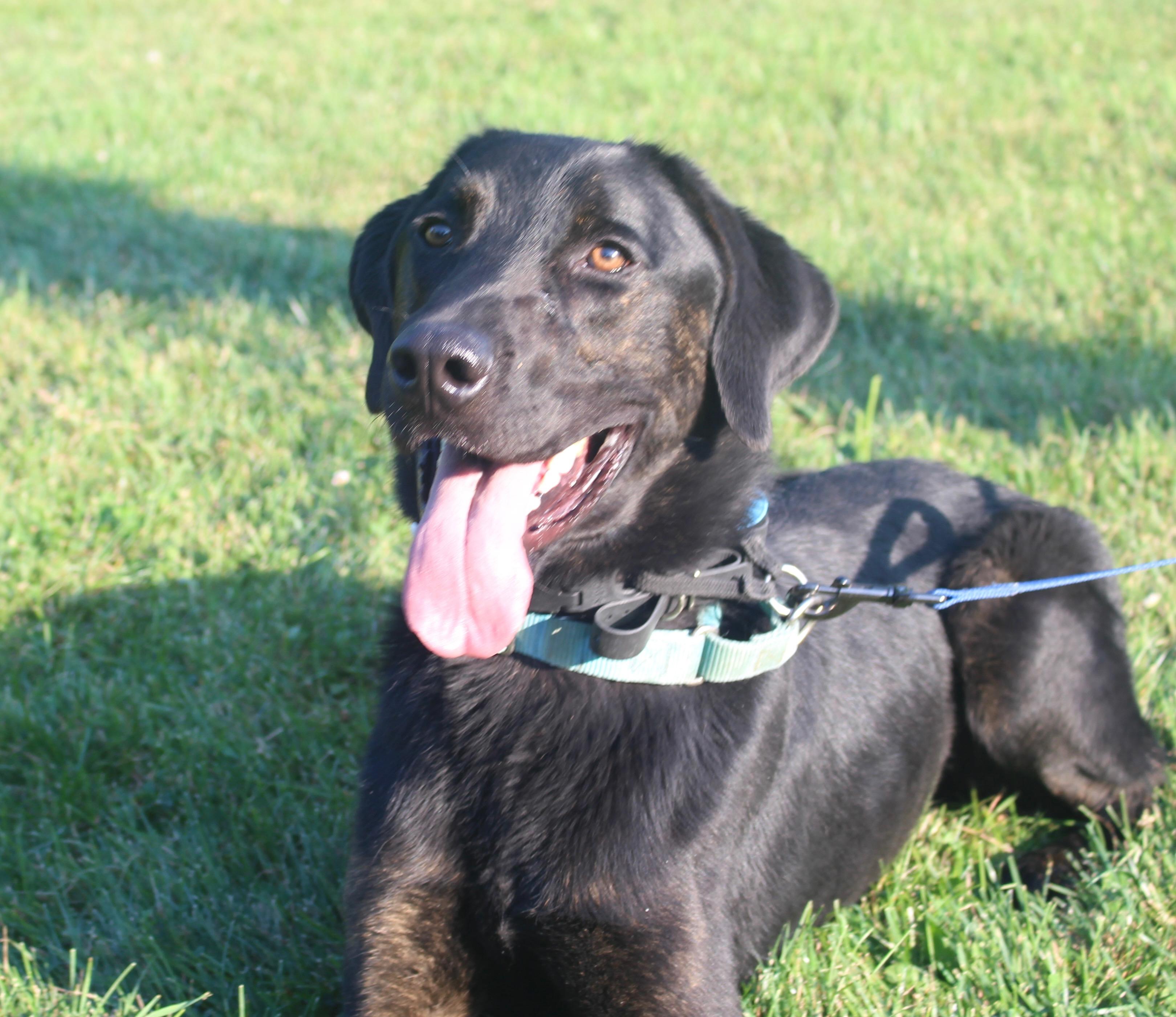 Milo-Foster to Adopt, adoptable, Adult Male Black Labrador Retriever.