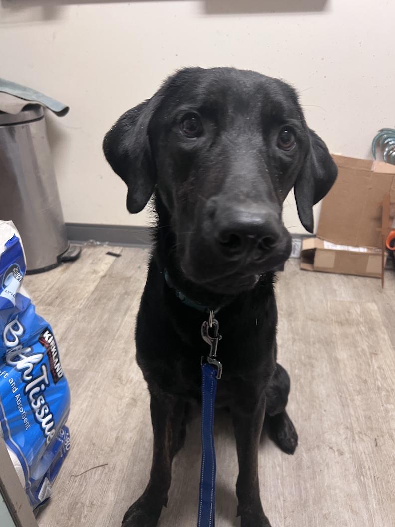 Enlarge Milo-Not Accepting Applications Yet!!!, a ADOPTABLE mixed breed in Medina, OH image 2/4