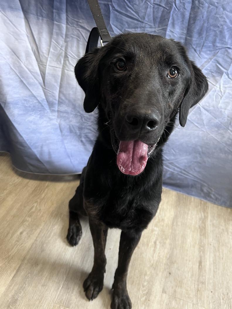 Milo-Foster to Adopt, ADOPTABLE, Adult Male Black Labrador Retriever.