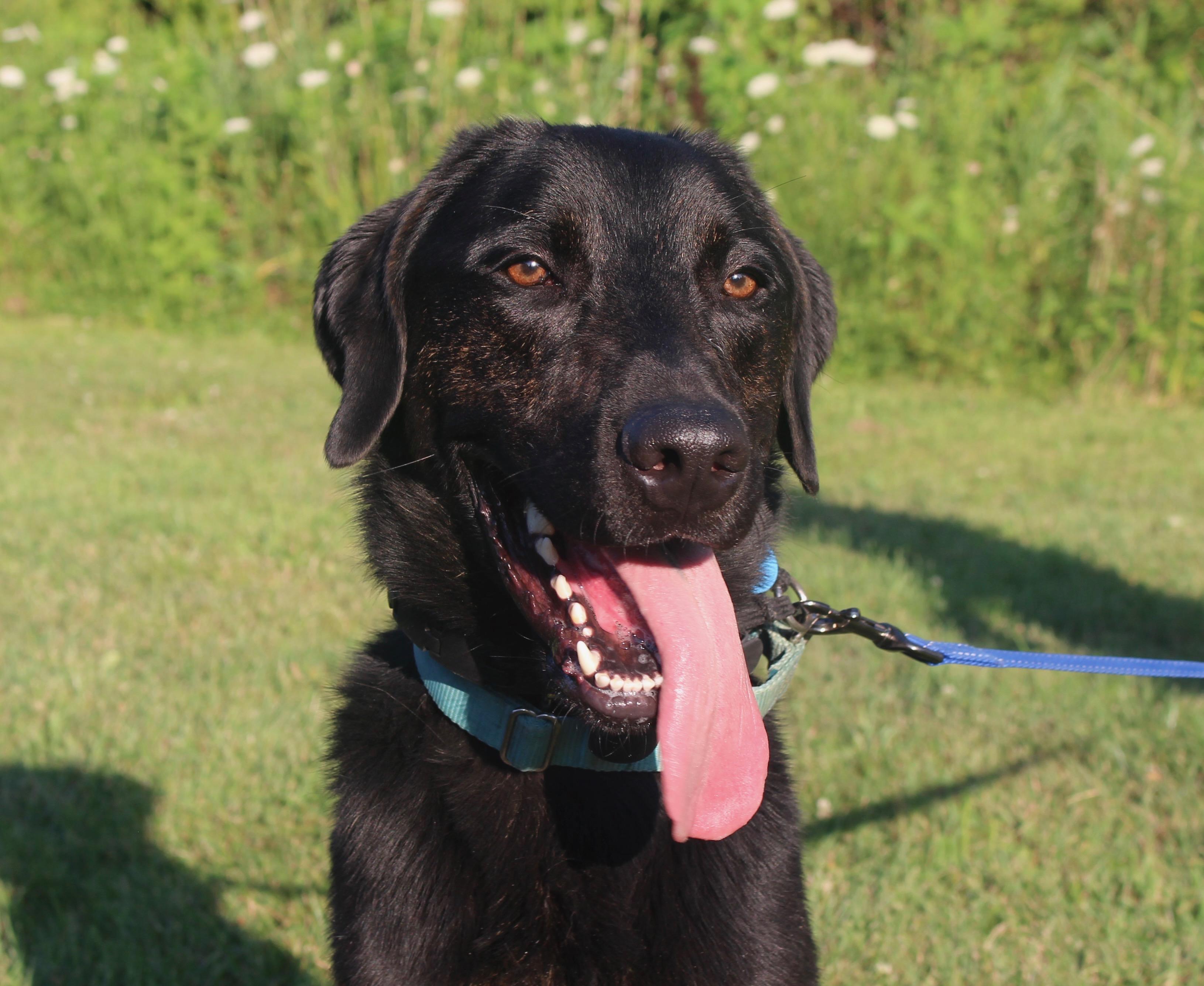 Milo-Foster to Adopt, an adoptable mixed breed in Medina, OH image 2/6