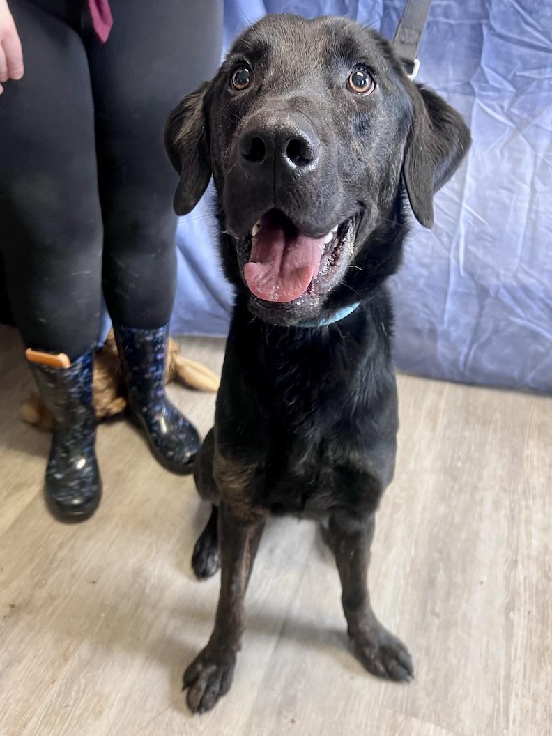 Milo-Foster to Adopt, a ADOPTABLE mixed breed in Medina, OH image 2/6