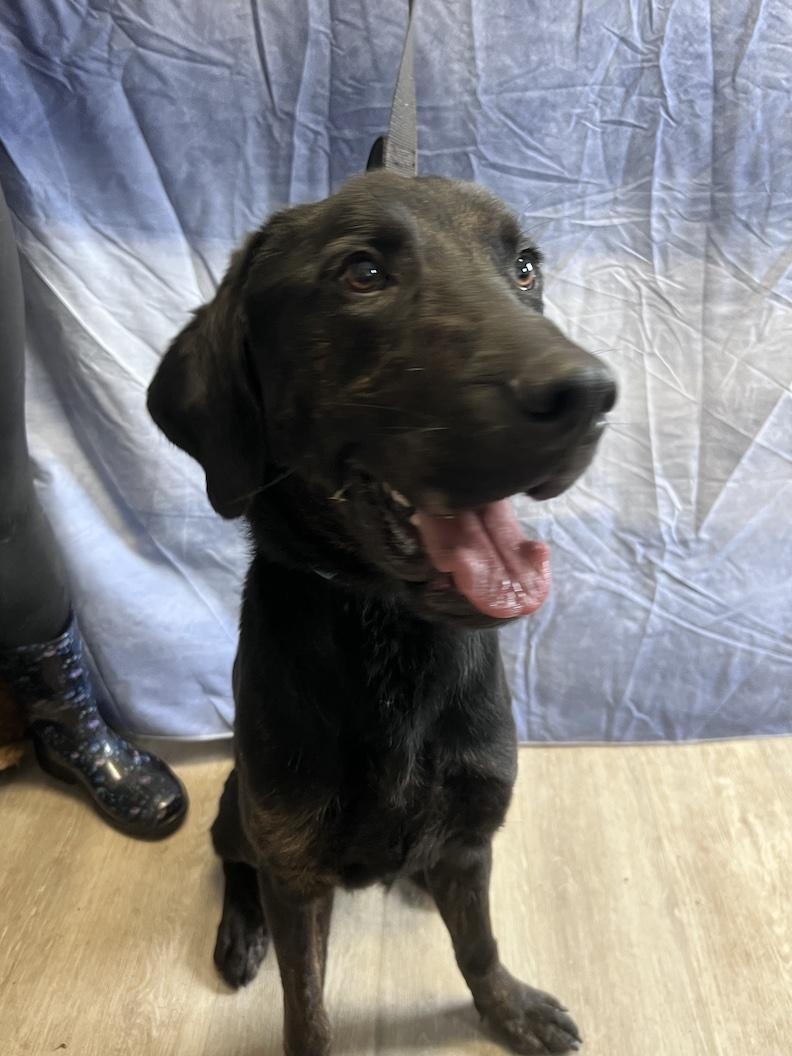 Milo-Foster to Adopt, a ADOPTABLE mixed breed in Medina, OH image 5/6