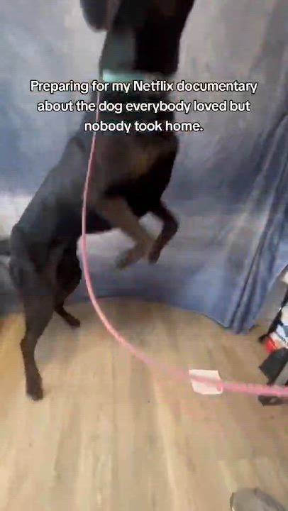 Enlarge Milo-Foster to Adopt, an adoptable mixed breed in Medina, OH video 5/6