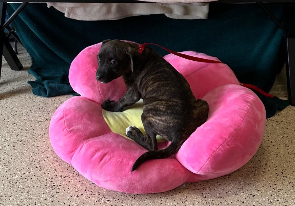 Enlarge Candy, a Adoptable mixed breed in Newberg, OR image 1/1