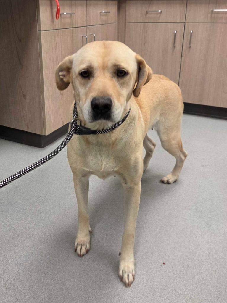 Wilma, Adoptable, Adult Female Labrador Retriever & Mixed Breed.