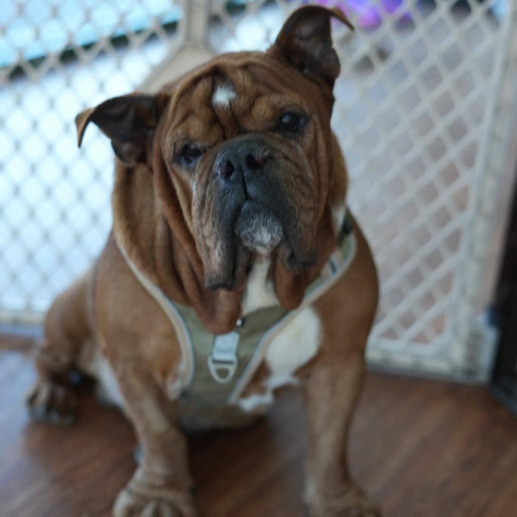 Bueller, Adoptable, Adult Male English Bulldog.