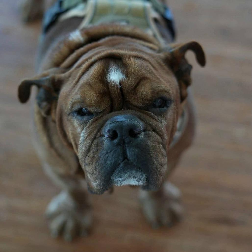 Enlarge Bueller, a Adoptable English Bulldog in Huber Heights, OH image 2/6