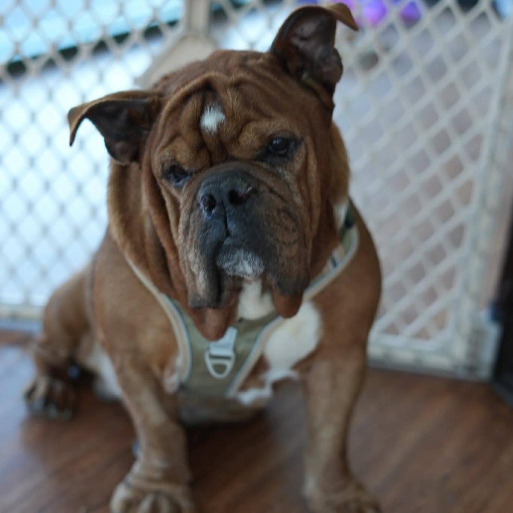 Enlarge Bueller, a Adoptable English Bulldog in Huber Heights, OH image 3/6