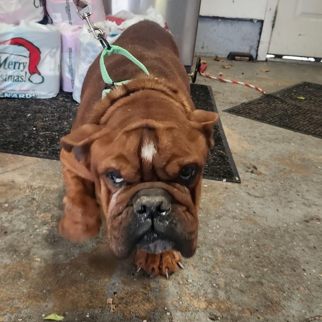 Enlarge Bueller, a Adoptable English Bulldog in Huber Heights, OH image 4/6