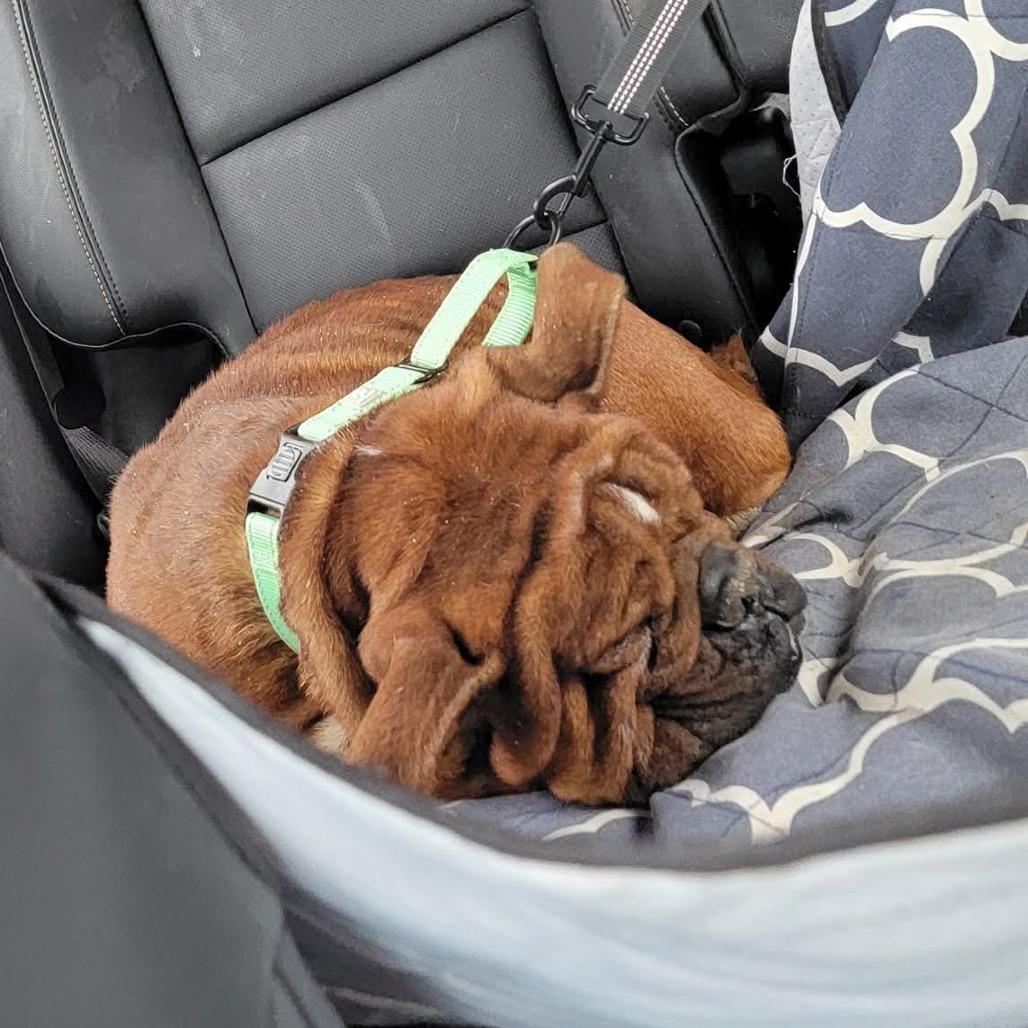 Enlarge Bueller, a Adoptable English Bulldog in Huber Heights, OH image 5/6