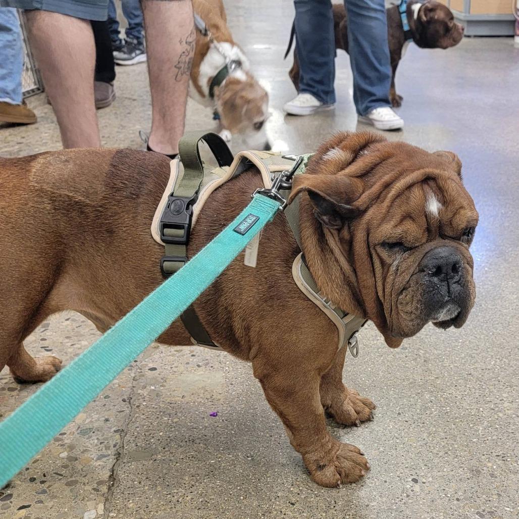 Enlarge Bueller, a Adoptable English Bulldog in Huber Heights, OH image 6/6