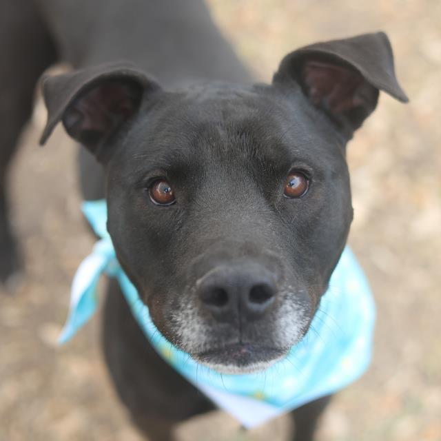 Enlarge Liam, a Adoptable mixed breed in San Antonio, TX image 1/6