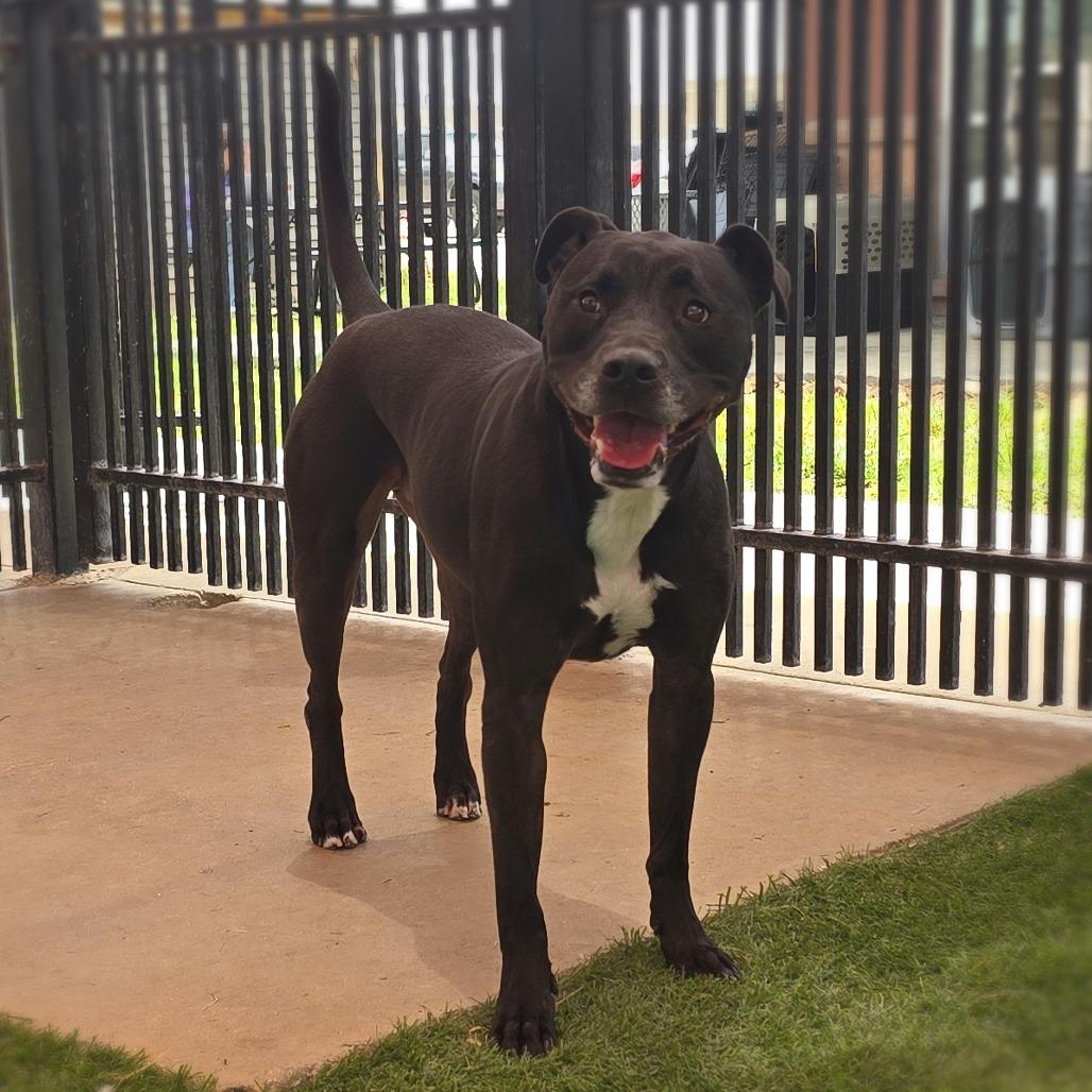 Enlarge Liam, a Adoptable mixed breed in San Antonio, TX image 2/6