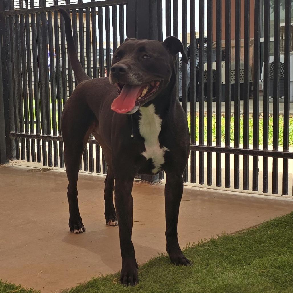 Enlarge Liam, a Adoptable mixed breed in San Antonio, TX image 3/6
