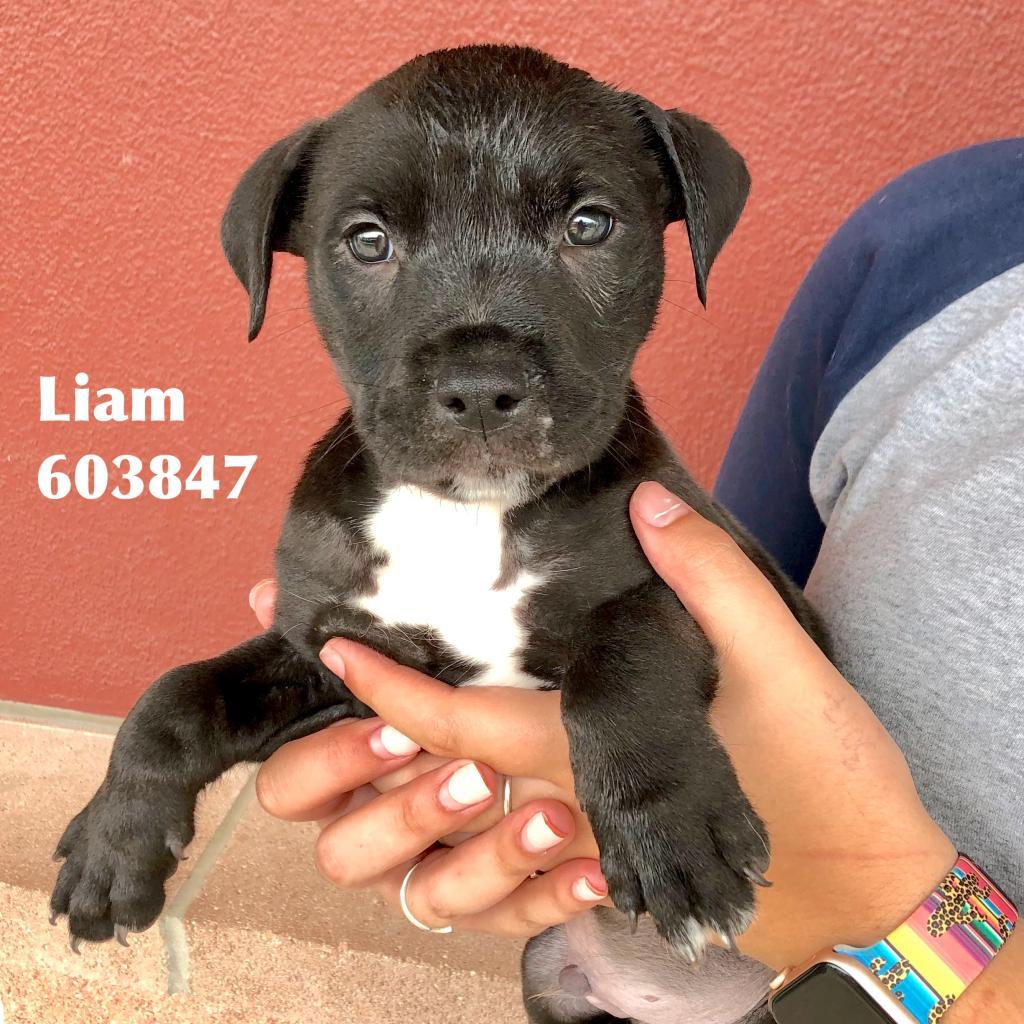 Enlarge Liam, a Adoptable mixed breed in San Antonio, TX image 4/6
