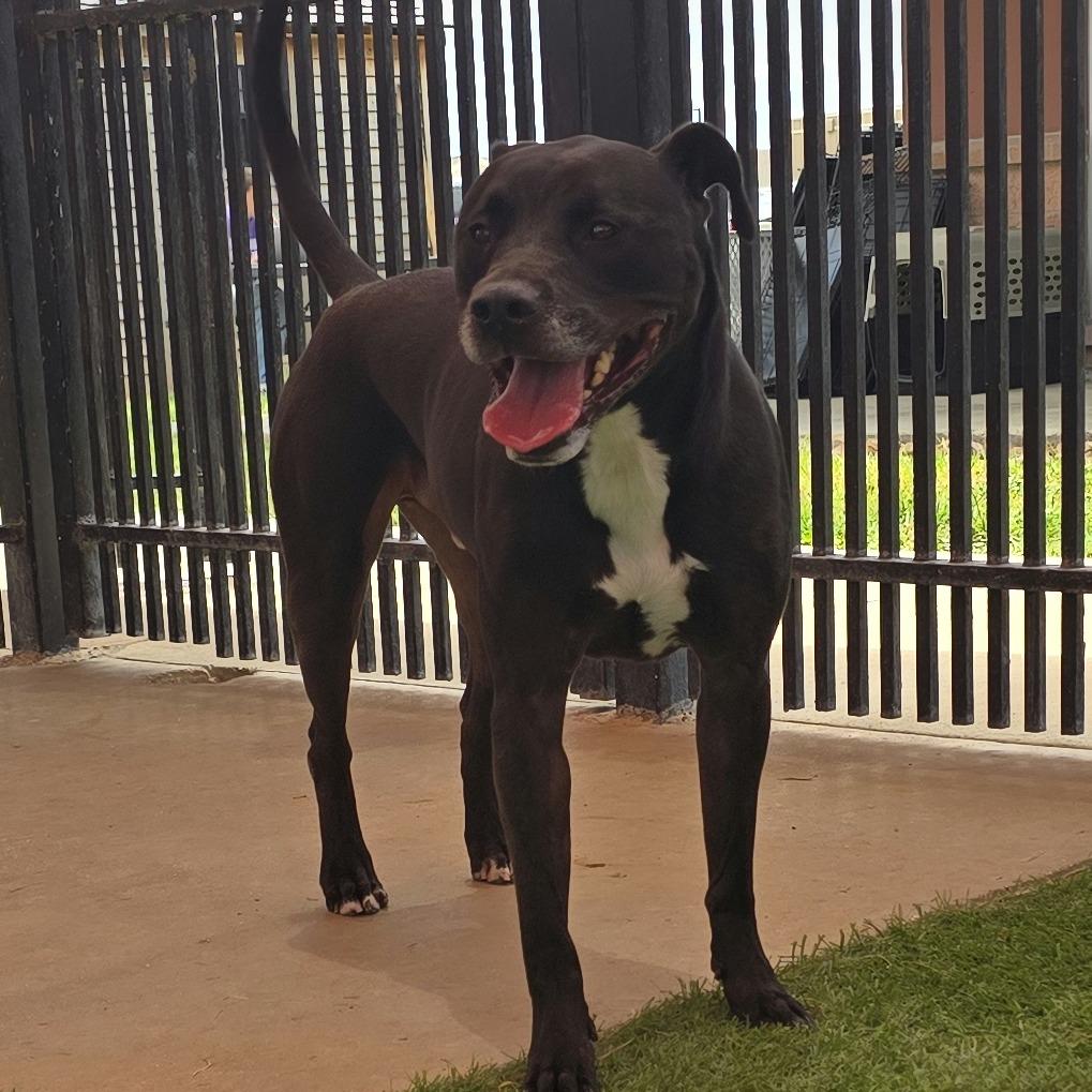 Enlarge Liam, a Adoptable mixed breed in San Antonio, TX image 5/6