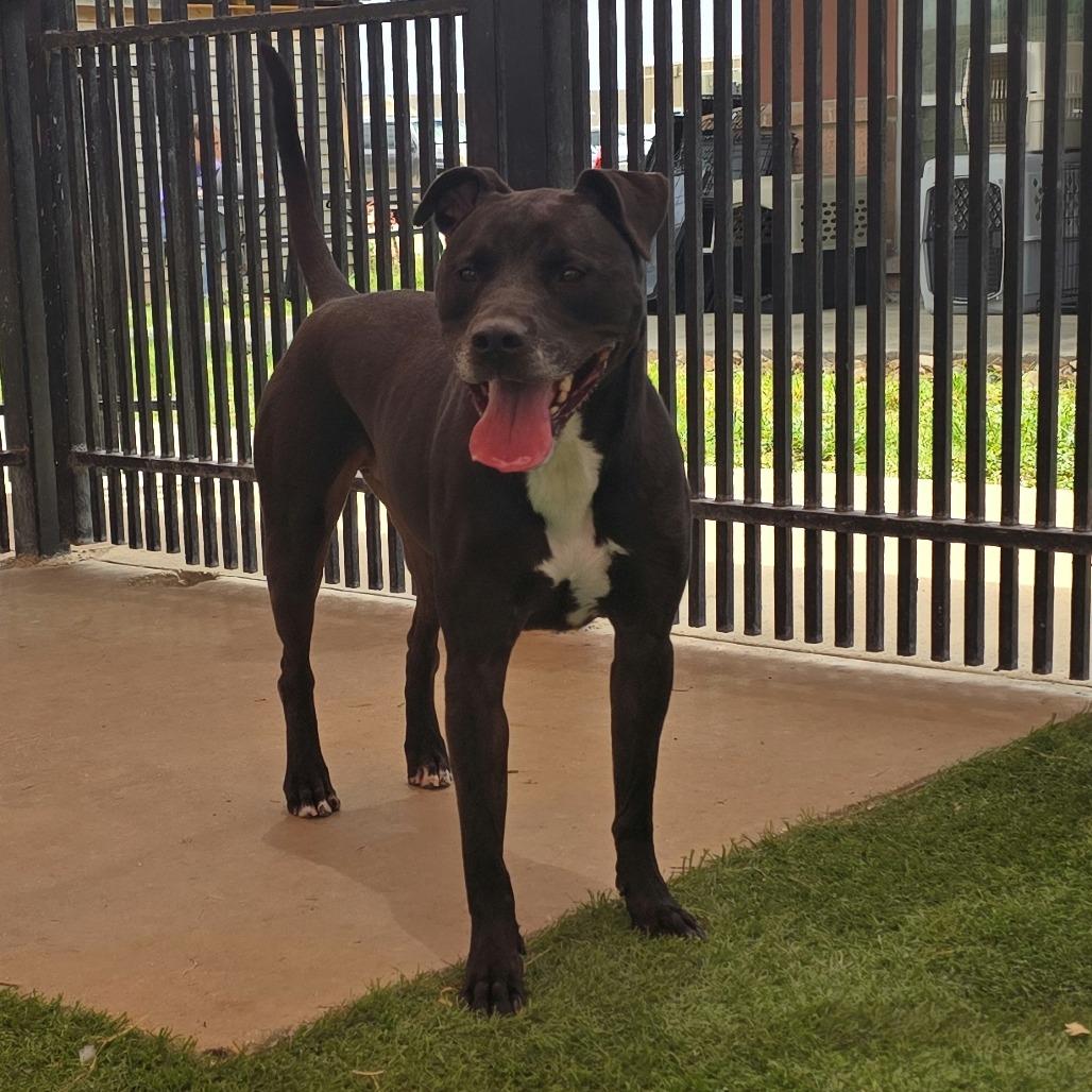 Enlarge Liam, a Adoptable mixed breed in San Antonio, TX image 6/6