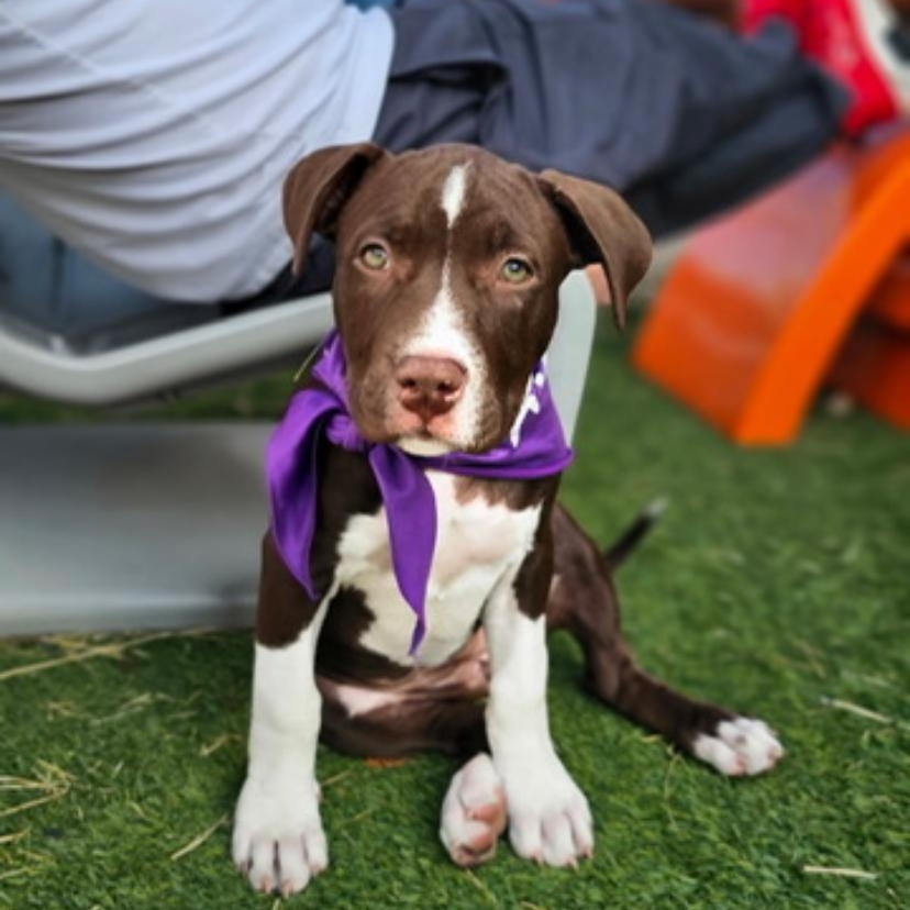 Rebel , adopted, Puppy Female Staffordshire Bull Terrier & Terrier.