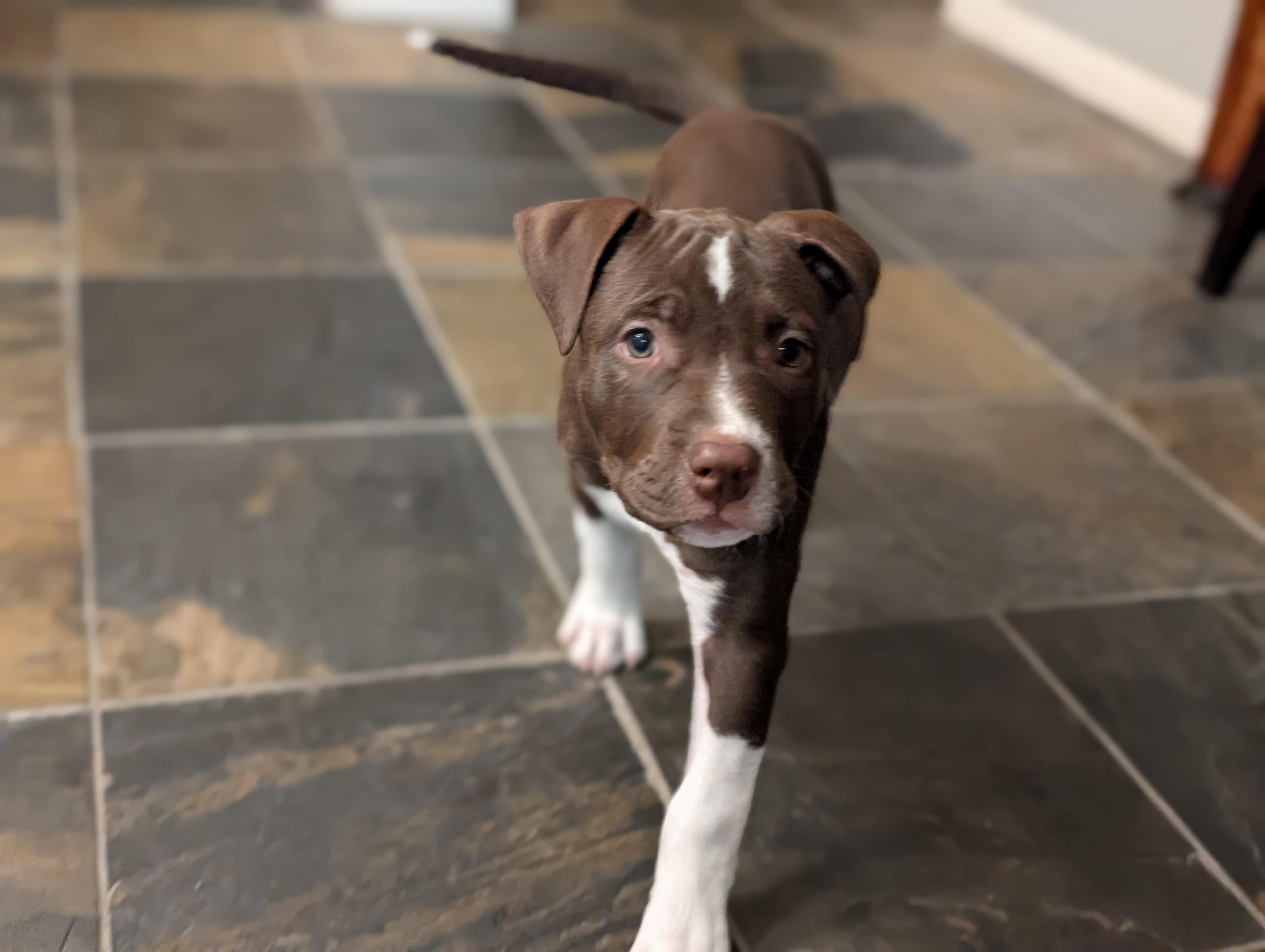 Rebel , an adopted mixed breed in Pflugerville, TX image 3/5