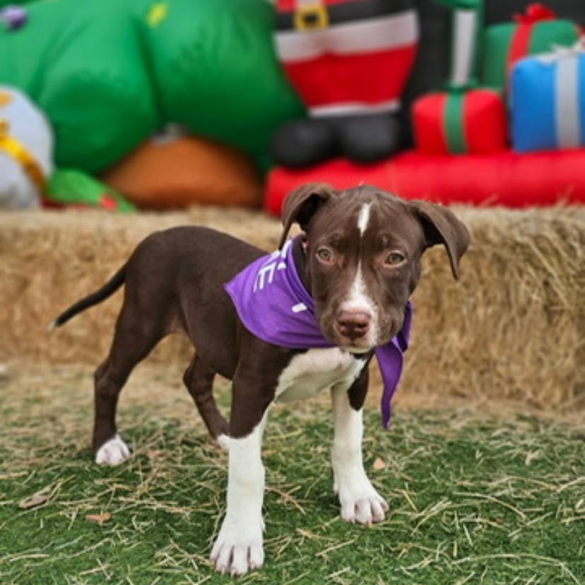 Rebel , an adopted mixed breed in Pflugerville, TX image 5/5