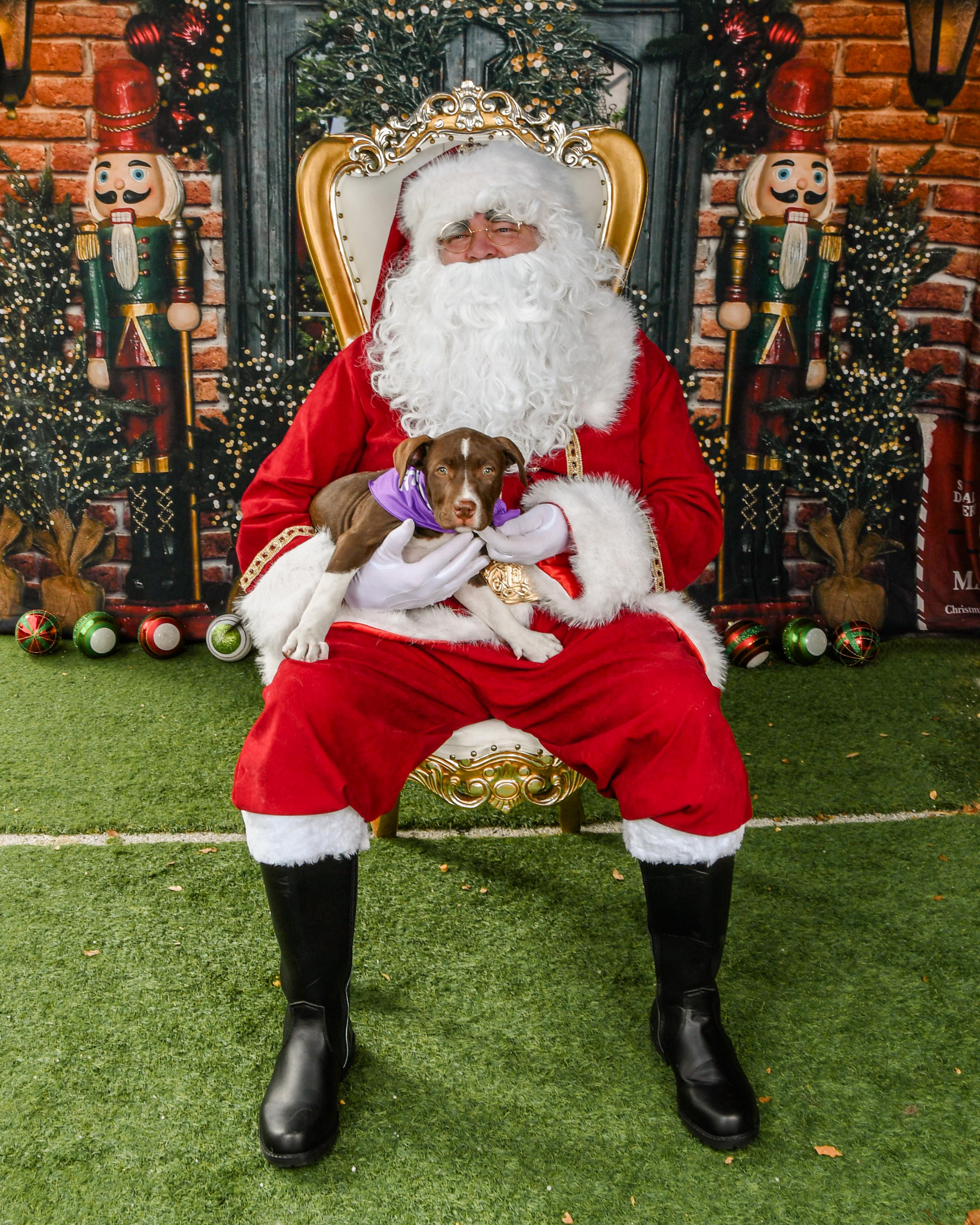 Rebel , an adopted mixed breed in Pflugerville, TX image 2/5