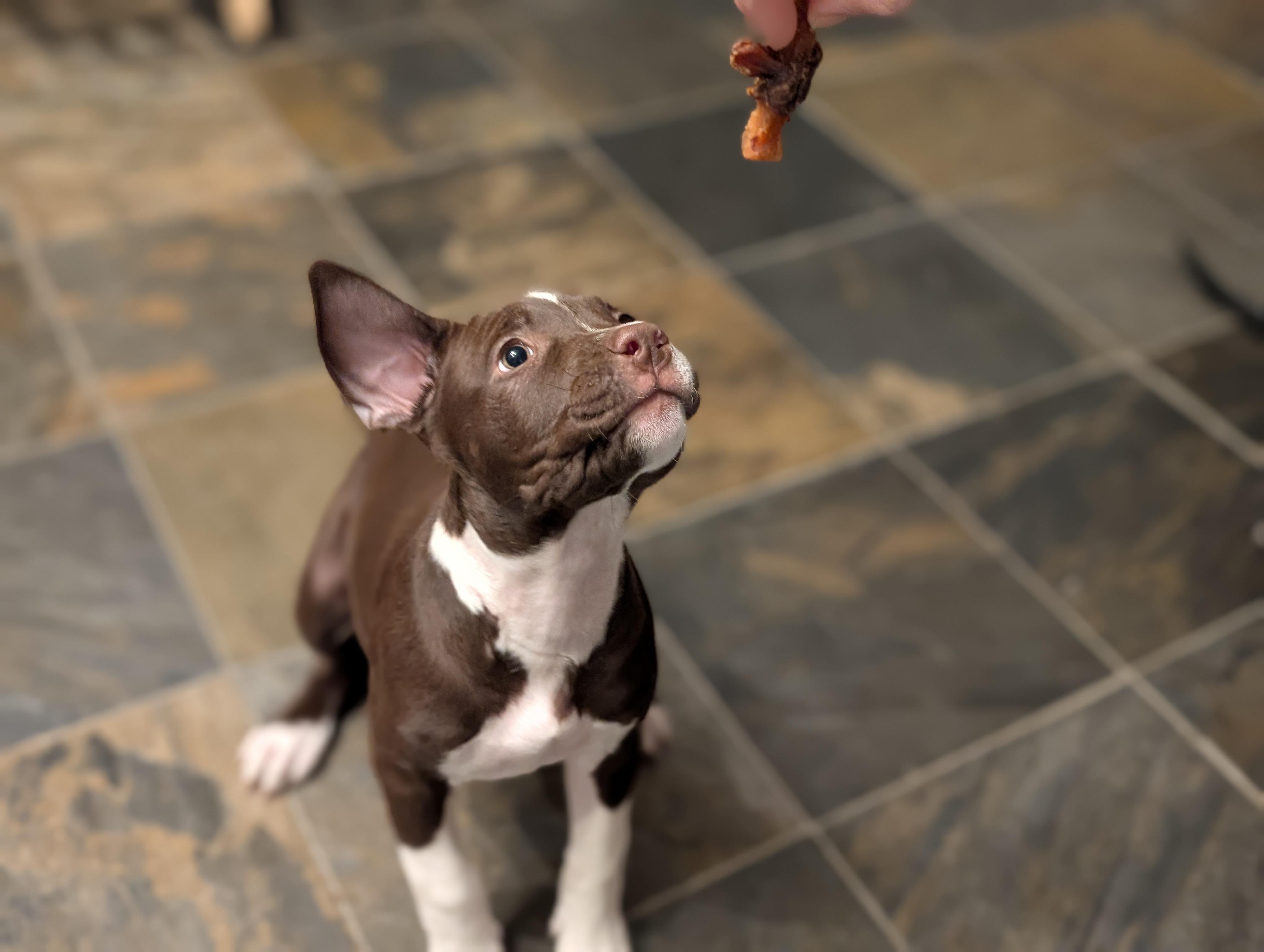Rebel , an adopted mixed breed in Pflugerville, TX image 4/5