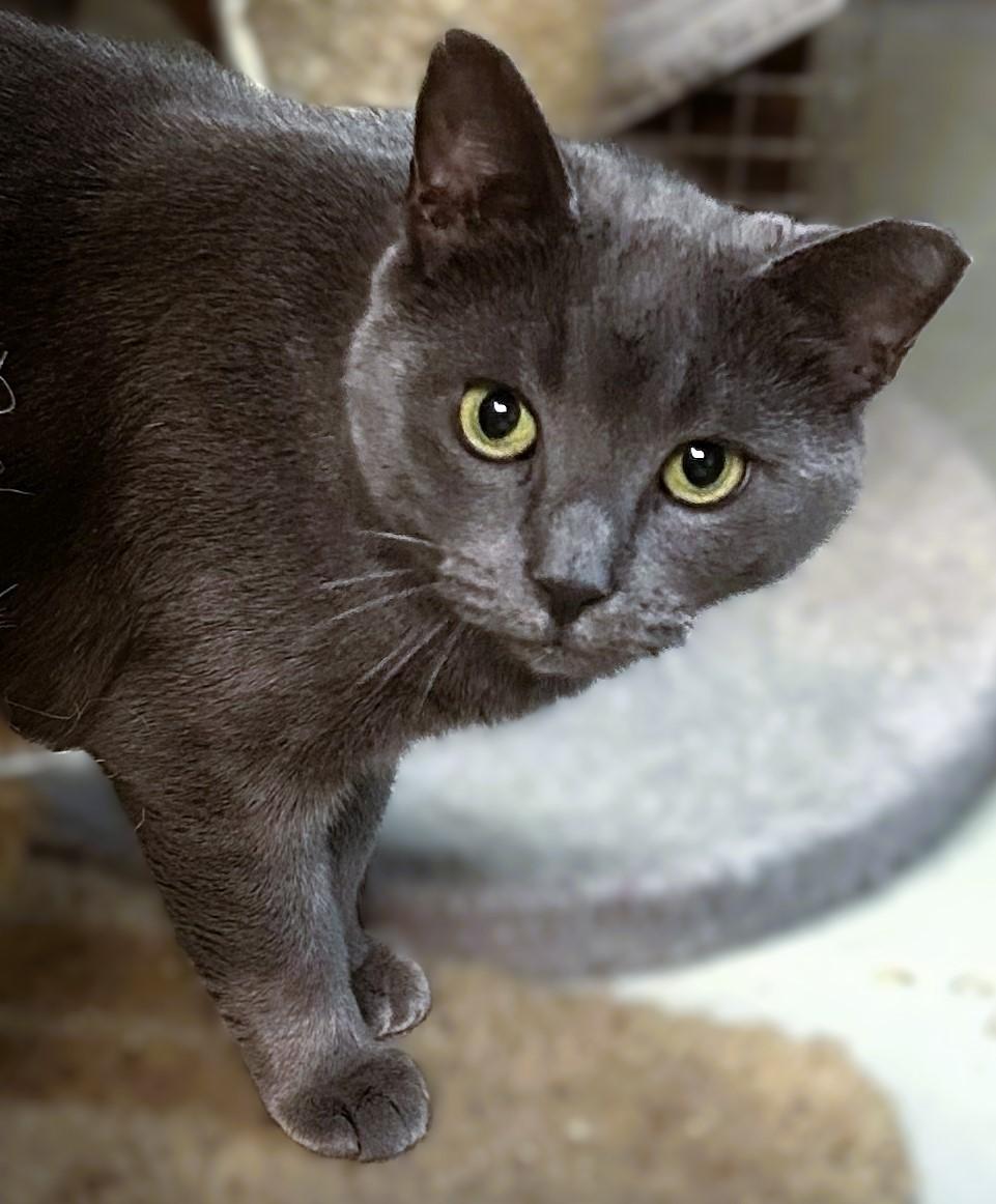 Enlarge AnnieHall, a ADOPTABLE mixed breed in Pottstown, PA image 2/3