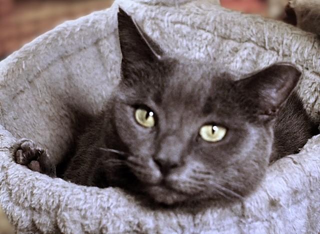 Enlarge AnnieHall, a ADOPTABLE mixed breed in Pottstown, PA image 3/3