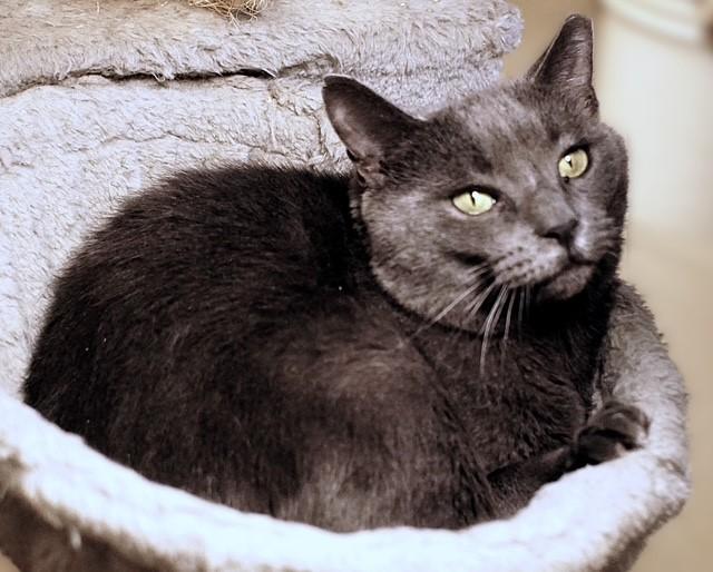 AnnieHall, ADOPTABLE, Adult Female Russian Blue.