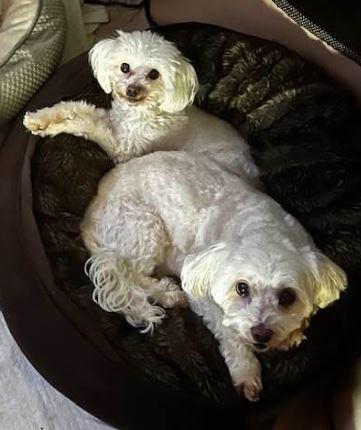 Lola & Max, an adoptable Maltese in Fair Oaks, CA, 95628 | Photo Image 2