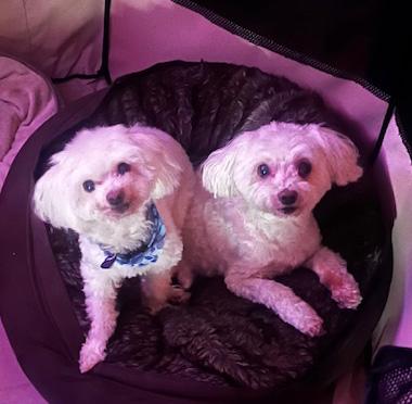 Lola & Max, an adoptable Maltese in Fair Oaks, CA, 95628 | Photo Image 3
