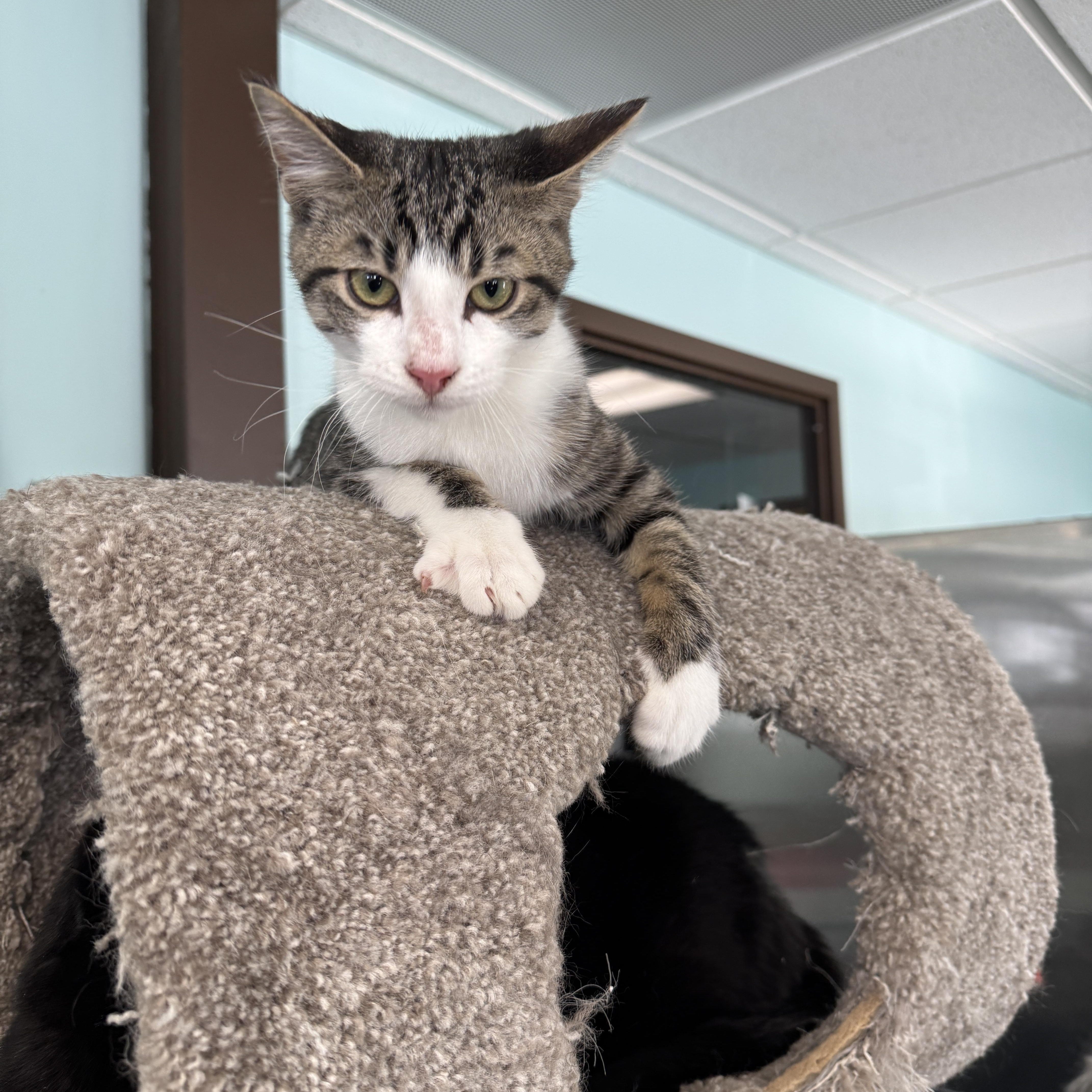 Helios, adopted, Kitten Male Domestic Short Hair.